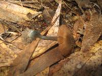 Inocybe calamistrata image