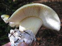 Amanita calyptroderma image