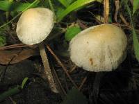 Panaeolus cyanescens image