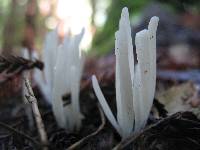 Clavaria fragilis image