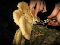 Pleurotus ostreatus image