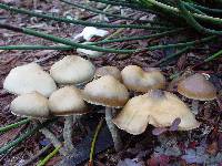 Psilocybe ovoideocystidiata image