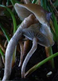 Psilocybe makarorae image