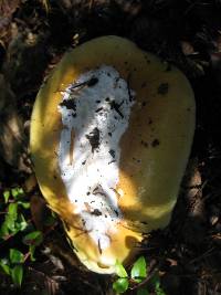 Amanita calyptroderma image