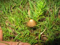 Psilocybe mexicana image