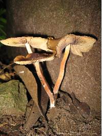 Psilocybe caerulescens image