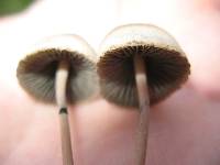 Panaeolus papilionaceus image