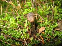 Inocybe calamistrata image