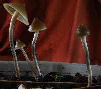 Psilocybe makarorae image