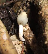 Psilocybe weraroa image