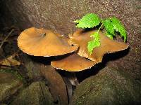 Psilocybe caerulescens image