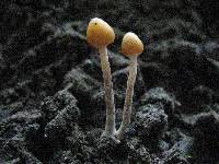 Psilocybe zapotecorum image