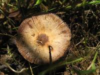 Psilocybe caerulescens image