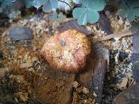 Gymnopilus luteofolius image