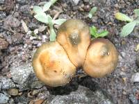 Psilocybe caerulescens image