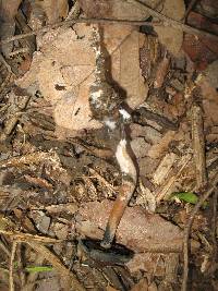 Psilocybe caerulescens image