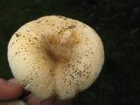 Russula cerolens image