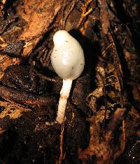 Psilocybe weraroa image