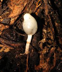 Psilocybe weraroa image