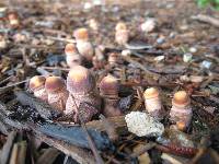 Leucoagaricus americanus image