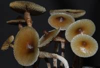 Psilocybe makarorae image