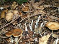 Psilocybe cyanescens image