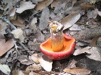 Boletus dupainii image