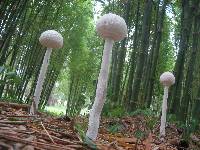 Macrolepiota dolichaula image