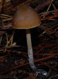 Psilocybe aucklandiae image