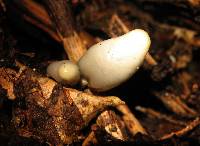 Psilocybe weraroa image