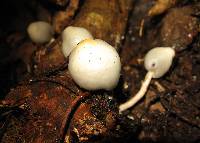Psilocybe weraroa image