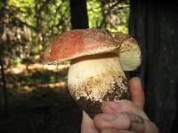 Boletus rex-veris image