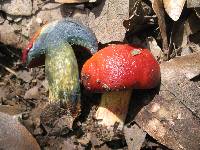 Boletus dupainii image