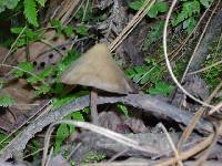 Psilocybe zapotecorum image
