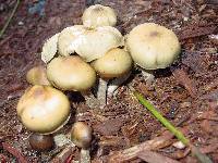 Psilocybe ovoideocystidiata image