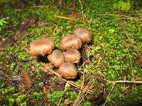 Inocybe calamistrata image