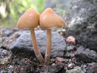 Psilocybe caerulescens image