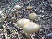 Psilocybe ovoideocystidiata image