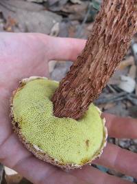 Boletellus russellii image