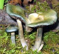 Psilocybe ovoideocystidiata image