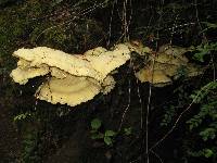 Laetiporus conifericola image