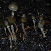 Psilocybe makarorae image