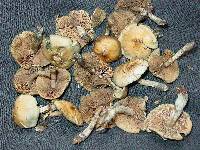 Psilocybe ovoideocystidiata image