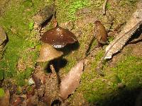 Psilocybe zapotecorum image