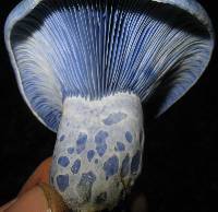 Lactarius indigo image