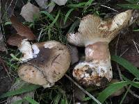 Russula cerolens image