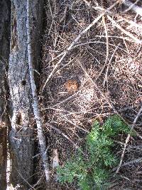 Gyromitra gigas image