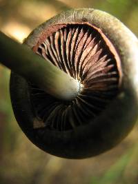 Psilocybe caerulescens image