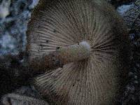 Psilocybe caerulescens image