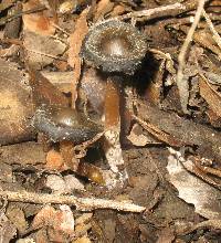 Psilocybe caerulescens image